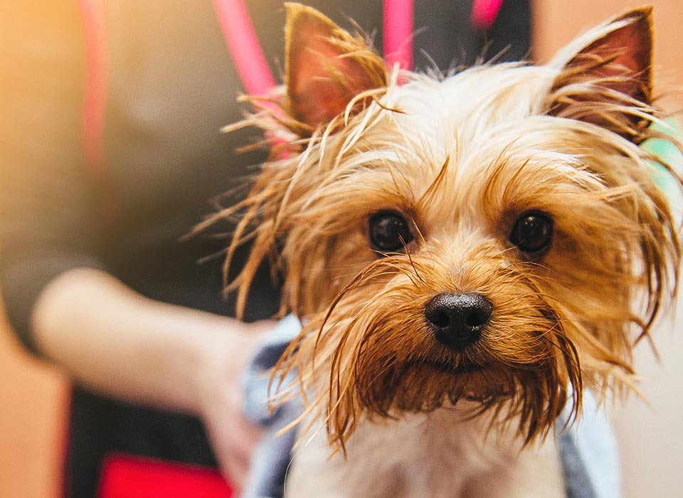 image of Yorkie at salon